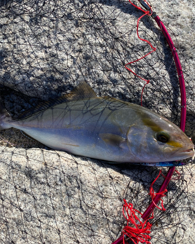 ネリゴの釣果