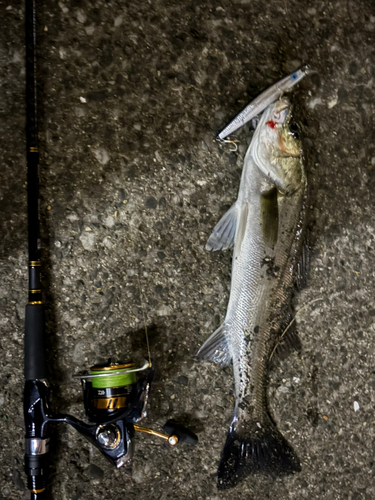 スズキの釣果