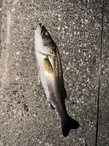 スズキの釣果