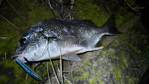 キチヌの釣果