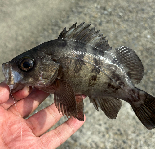 クロメバルの釣果