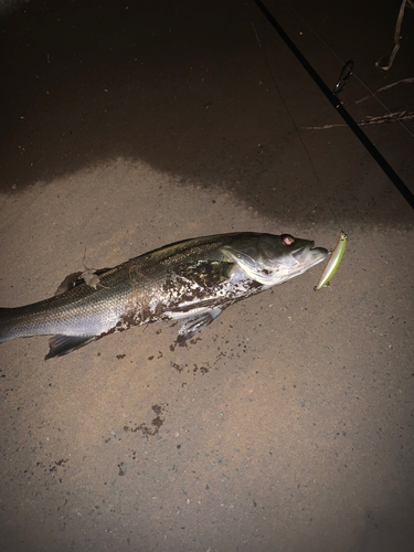 セイゴ（マルスズキ）の釣果