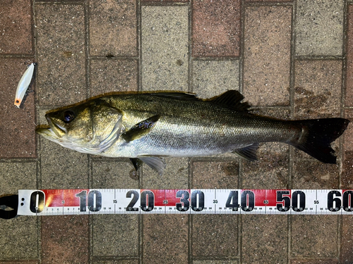 シーバスの釣果