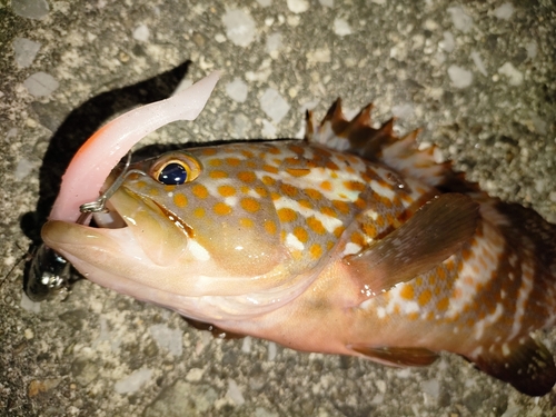 アコウの釣果