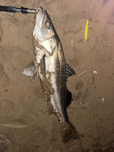 スズキの釣果