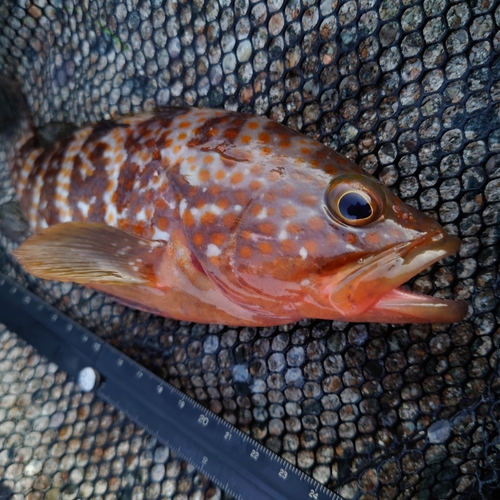 キジハタの釣果