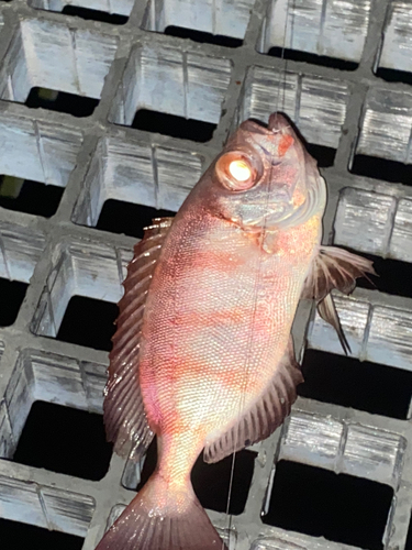 チカメキントキの釣果