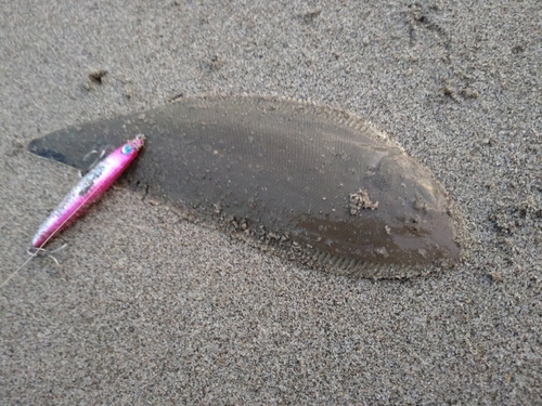 シタビラメの釣果