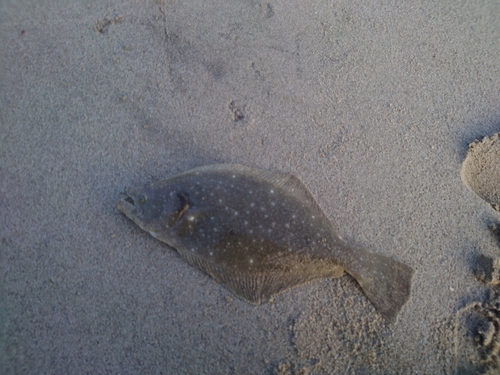 ソゲの釣果