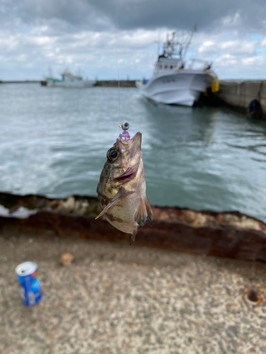 アイナメの釣果