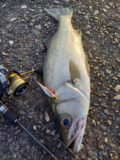 ヒラスズキの釣果