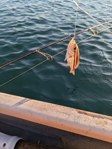 イサキの釣果