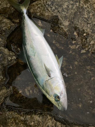 イナダの釣果