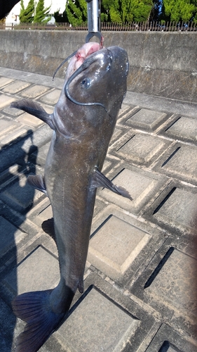 アメリカナマズの釣果