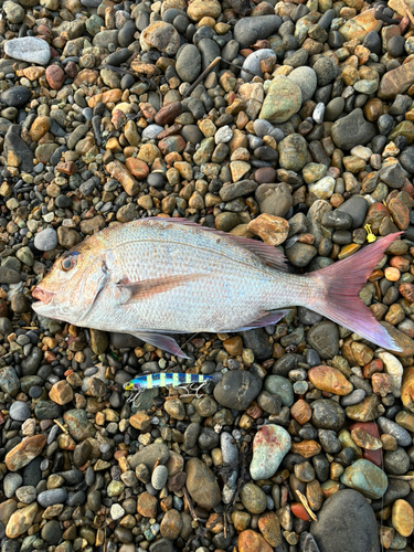 タイの釣果