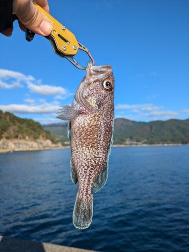 マゾイの釣果