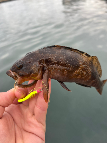 アイナメの釣果