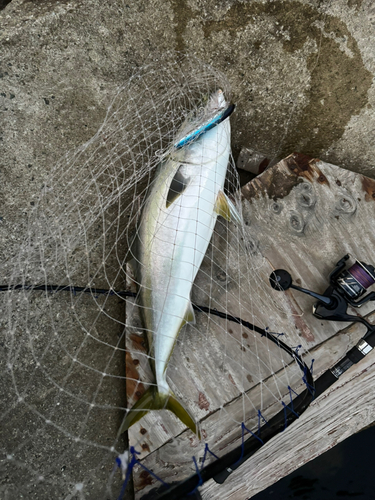 メジロの釣果