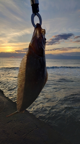 ソゲの釣果