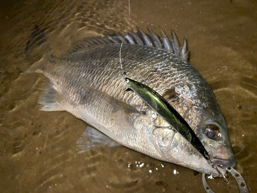 キビレの釣果