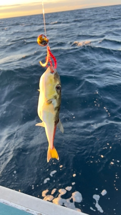 シロサバフグの釣果