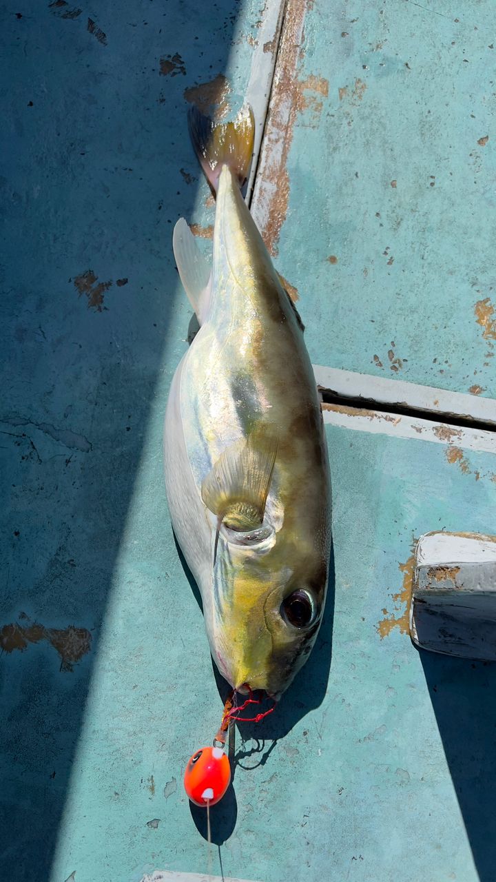 拓斗丸さんの釣果 3枚目の画像