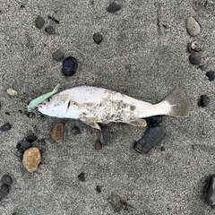 ニベの釣果