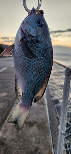 グレの釣果