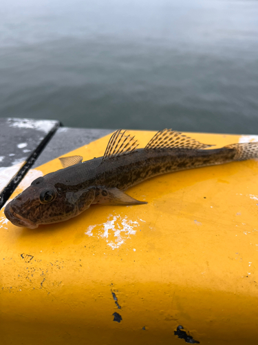 ハゼの釣果