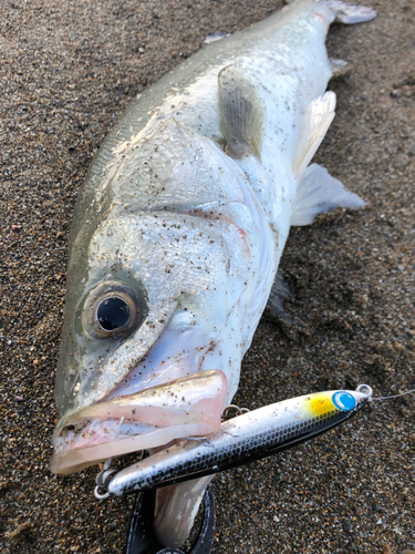 スズキの釣果