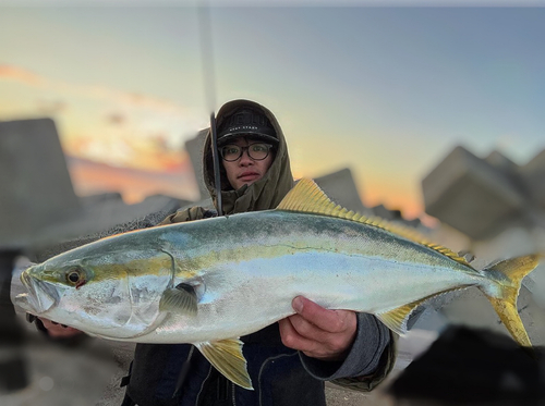 ワラサの釣果