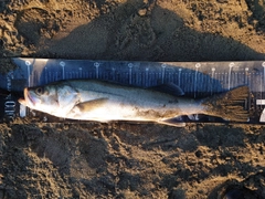 スズキの釣果