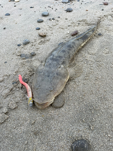 マゴチの釣果