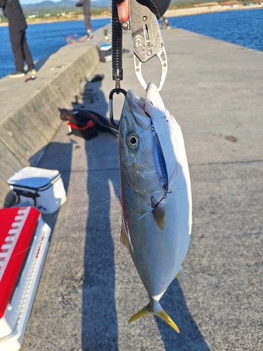 イナダの釣果