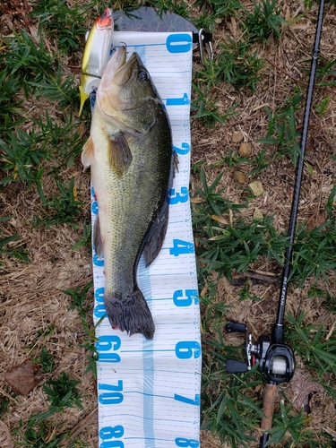 ブラックバスの釣果