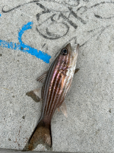 リュウキュウヤライイシモチの釣果