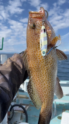 オオモンハタの釣果