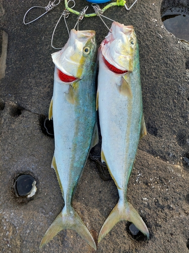 館山湾