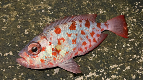 ゴマヒレキントキの釣果