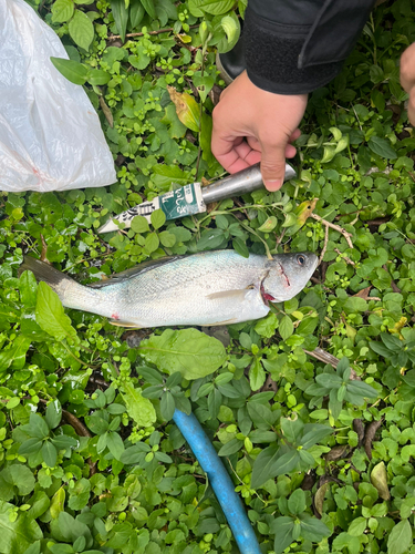 ニベの釣果