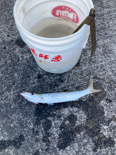 アカカマスの釣果