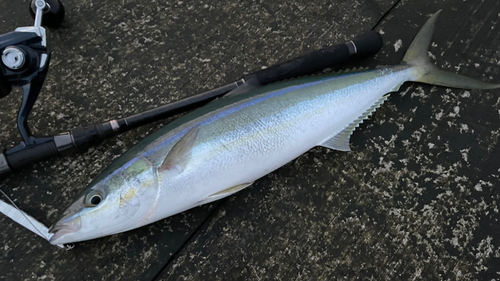 ツムブリの釣果