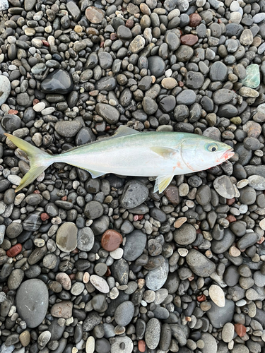 ワカナゴの釣果