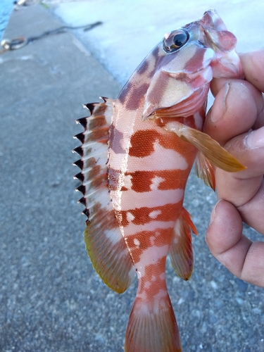 アカハタの釣果