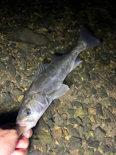 セイゴ（マルスズキ）の釣果