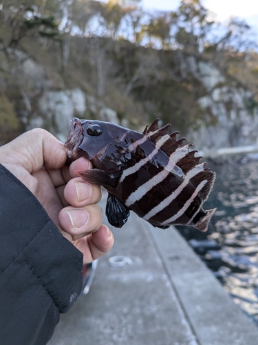 マハタの釣果