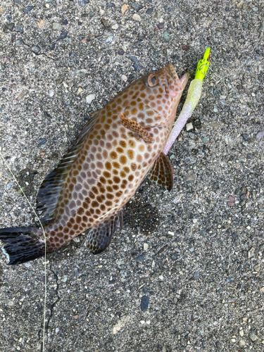 オオモンハタの釣果