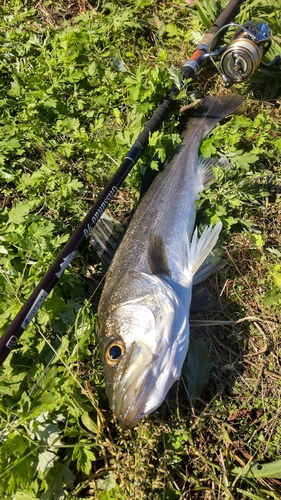 釣果