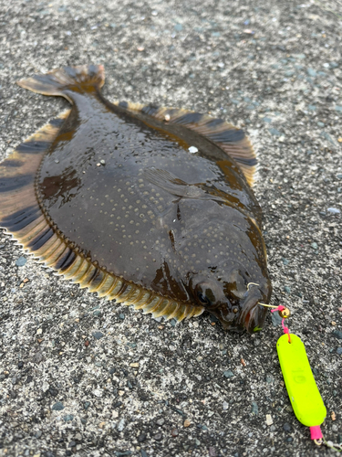 ヌマガレイの釣果