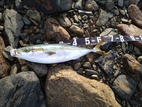 ハマチの釣果